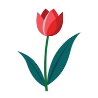 a red tulip on a white background vector