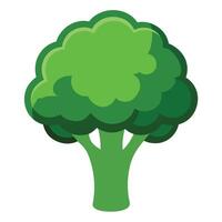 broccoli white background. vector
