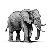 An elephant is standing in a drawing vector