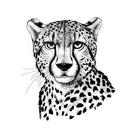 Cheetah head sketch illustration vector