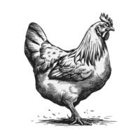 A black and white drawing of a chicken vector