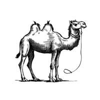 A drawing of a camel with a rope vector