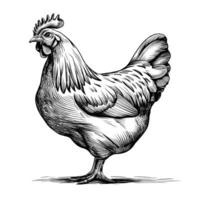A black and white drawing of a chicken vector