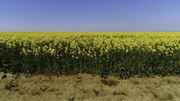 Side view of flowering field of rapeseed with beautiful blue sky and clouds on the background. Shot. Bright yellow plants growing on the field, colors of nature. photo
