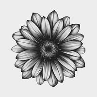 Black and white drawing of a flower vector