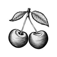 Cherries on a branch with leaves in engraving style vector