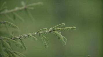 Close up of fir tree branch on green blurred forest background. . Natural background with a spruce tree details. photo
