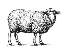 Sheep sketch hand drawn in doodle style vector