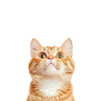 un naranja gato es mirando arriba a alguna cosa png