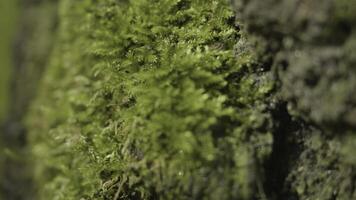 Old trees with lichen and moss in forest. Forest trees nature green wood. Moss on the tree in the forest. Closeup photo