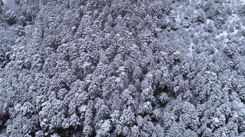 Top down view of the young snow-covered coniferous forest. Shot. Background of snow-covered coniferous trees. Winter view photo