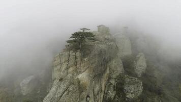 Green tree on edge of cliff in fog. Shot. Stone pillar on rock immersed in dense fog. Mystical atmosphere of autumn fog and lonely tree on edge photo
