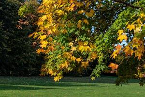 Autumn Leaves in a Park Setting in Harrogate photo