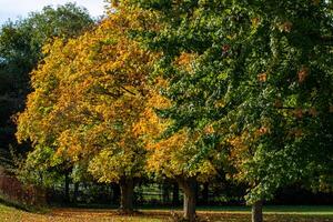Autumn Trees with Vibrant Foliage in Harrogate photo