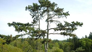 Lone Pine Tree Stands Tall in Beautiful, Serene and Peaceful Landscape Setting. Majestic and towering pine tree stands tall in midst of serene and tranquil, beautiful natural setting. photo