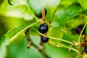 Close-up of Blackcurrant Berries on Green Leaves photo