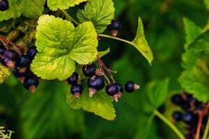 Close-up of Blackcurrant Berries on Green Leaves photo
