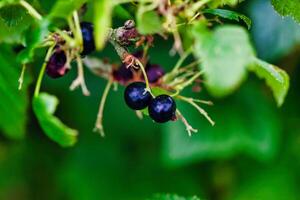 Ripe Blackcurrant Berries on a Green Bush photo