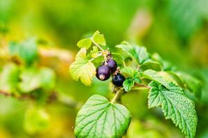 Close-up of Blackcurrant Berries on a Green Bush photo