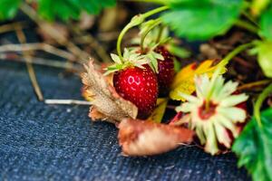 Fresh Ripe Strawberries Among Leaves photo