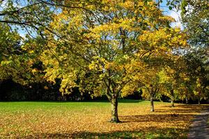 Autumn Trees with Yellow Leaves in a Park photo