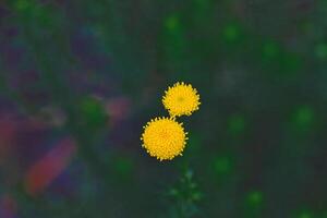 Close-up of Round Yellow Flowers photo