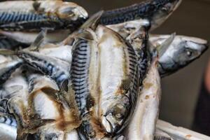 Freshly Caught Mackerel Fish photo