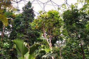 Lush Indoor Tropical Garden Under Glass Dome at Eden Project in Cornwall, UK photo