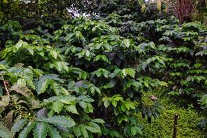 Lush Coffee Plantation with Vibrant Green Foliage photo