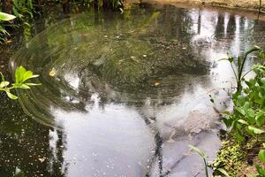 Swirling Murky Pond Surrounded by Greenery at Eden Project in Cornwall, UK photo