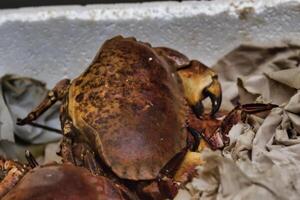 Close-Up of a Brown Crab in Container photo