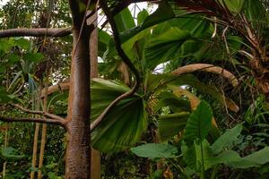 Lush Tropical Jungle Foliage at Eden Project in Cornwall, UK photo