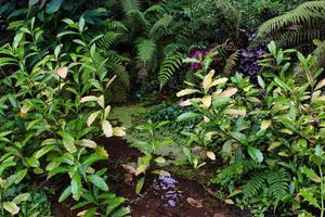 Lush Garden with Ferns and Water at Eden Project in Cornwall, UK photo