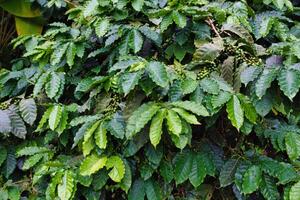 Lush Coffee Plant Foliage at Eden Project in Cornwall, UK photo