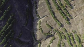 Aerial shot Flying very low over trees and scrub in the wilderness. Shot. Aerial view flying over desert at sunrise as the trees cast their shadows across the landscape photo