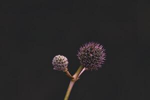 Close-up of Spiky Flower Buds on Dark Background photo
