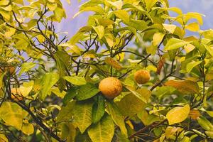 Ripe Fruits on a Yellowing Leaf Tree photo