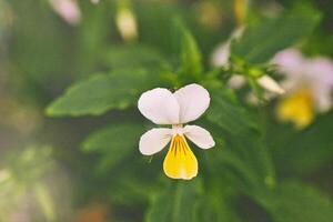 Delicate White Flower with Yellow Center photo