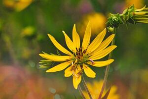 Close-Up of a Vibrant Yellow Flower photo
