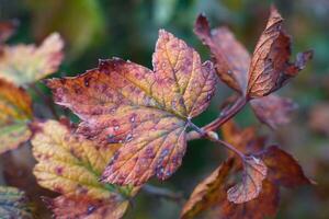 bright colors of autumn on the leaves of the garden currant. the colors of the leaves range from green to brown. beautiful autumn backgrounds. High quality photo