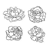 Set of linear outline peonies vector
