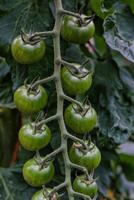 Close-up of Green Tomatoes on a Plant photo
