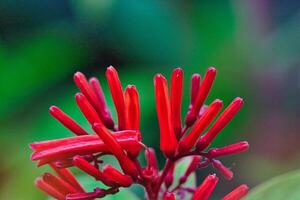 Vibrant Red Tubular Flowers in Nature photo
