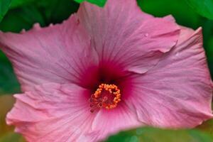 Close-Up of Pink Hibiscus Flower at Eden Project in Cornwall, UK photo