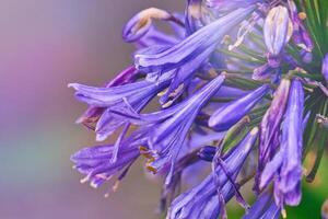 Close-Up of Vibrant Purple Flowers photo