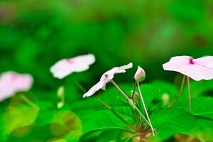 Delicate Pink Flowers in Lush Greenery photo
