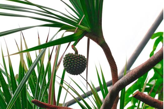 Exotic Fruit on Palm Tree at Eden Project in Cornwall, UK photo