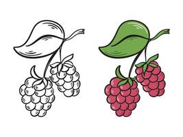 Ripe juicy raspberry on branch with leaves ink sketch and color version vector