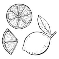 A beautiful, handdrawn illustration of a lemon and lime, retro style. sketch illustration. vector
