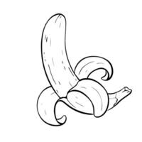 A Beautifully HandDrawn Banana Illustration Intended for Use in Creative Designs and More. sketch illustration. vector